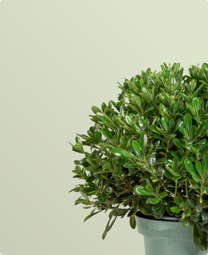 Shrubs