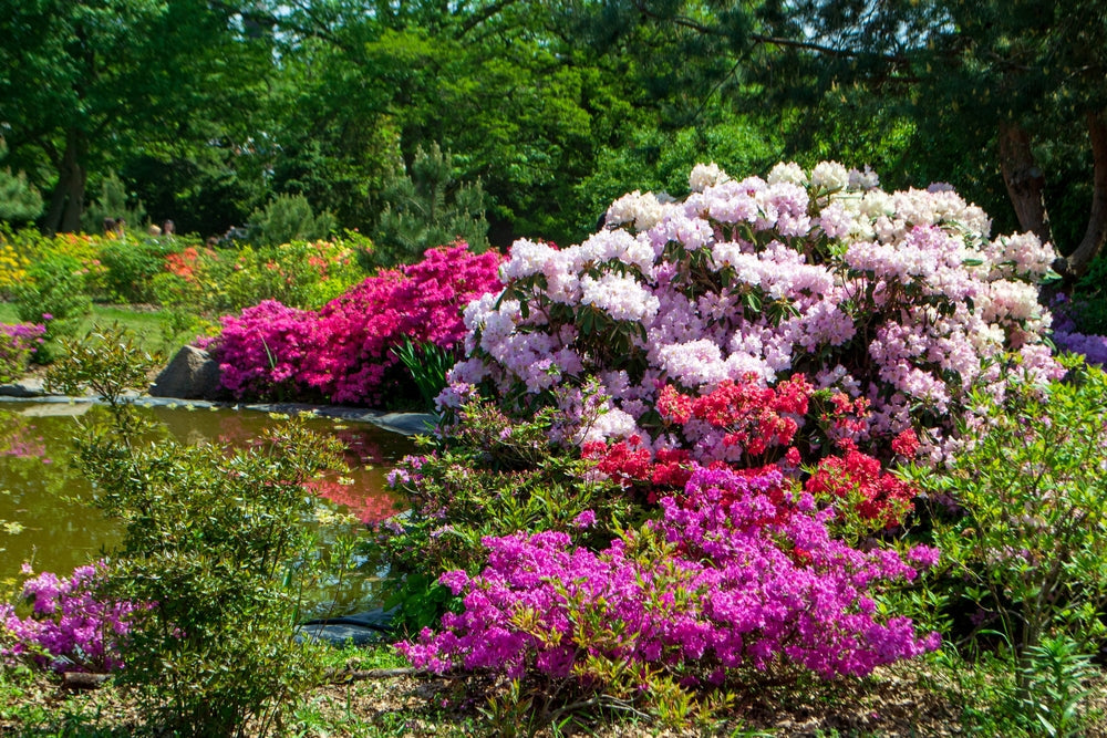 Rhododendron shrubs – Arundel Arboretum