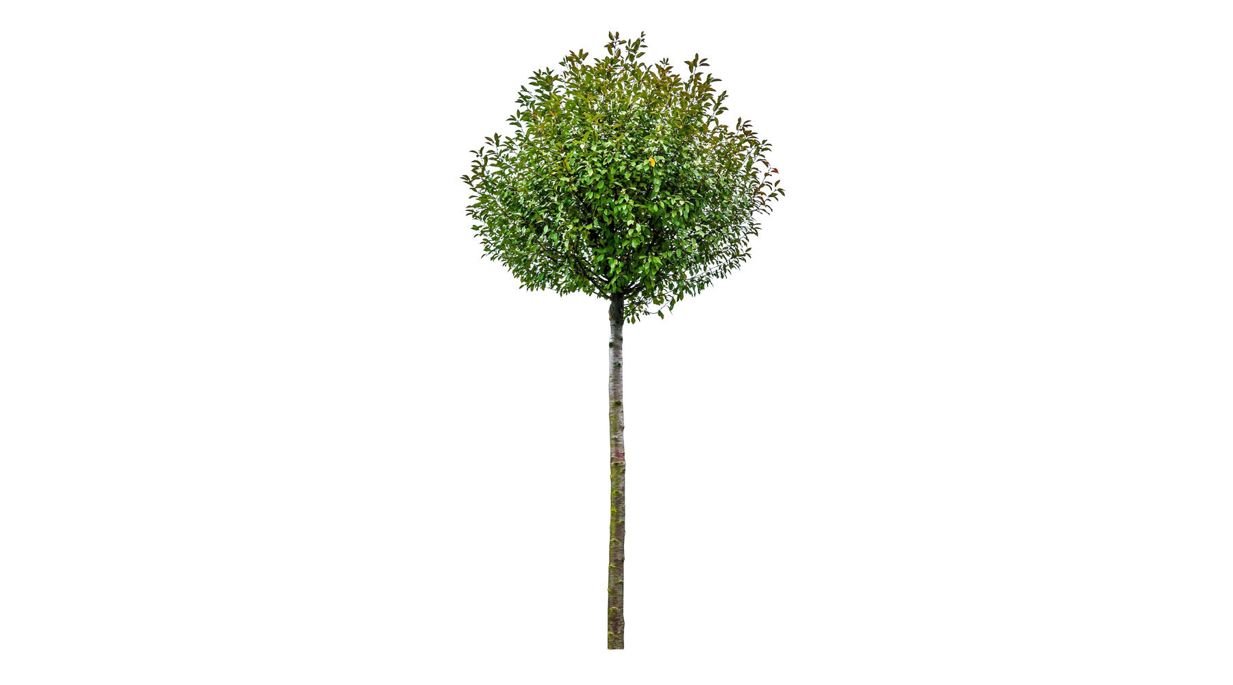 Arandel Tree By Shape - Standard – Arundel Arboretum