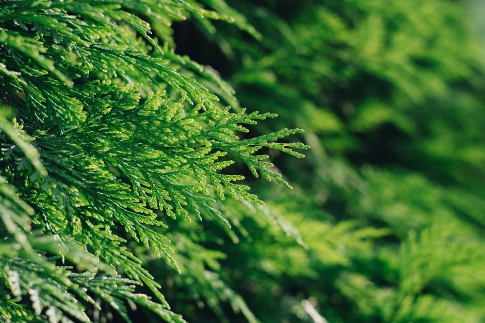 Thuja Trees for Sale - buy online Thuja(Dense Hedging tree price from ...
