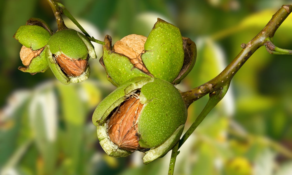 Walnut Tree for Sale - buy online Juglans trees, price at Arundel Arboretum