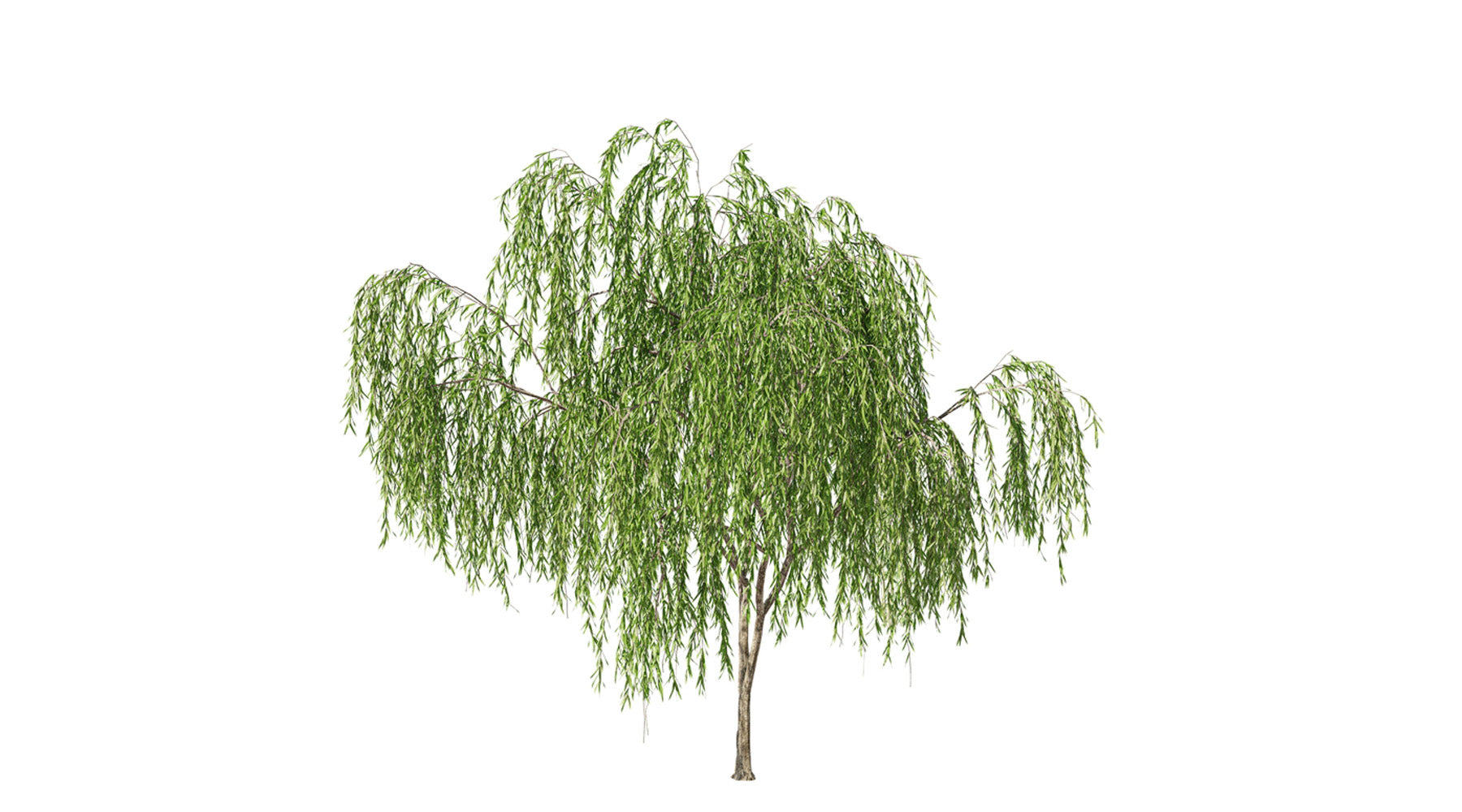 Orendel Tree Weeping Trees – Arundel Arboretum
