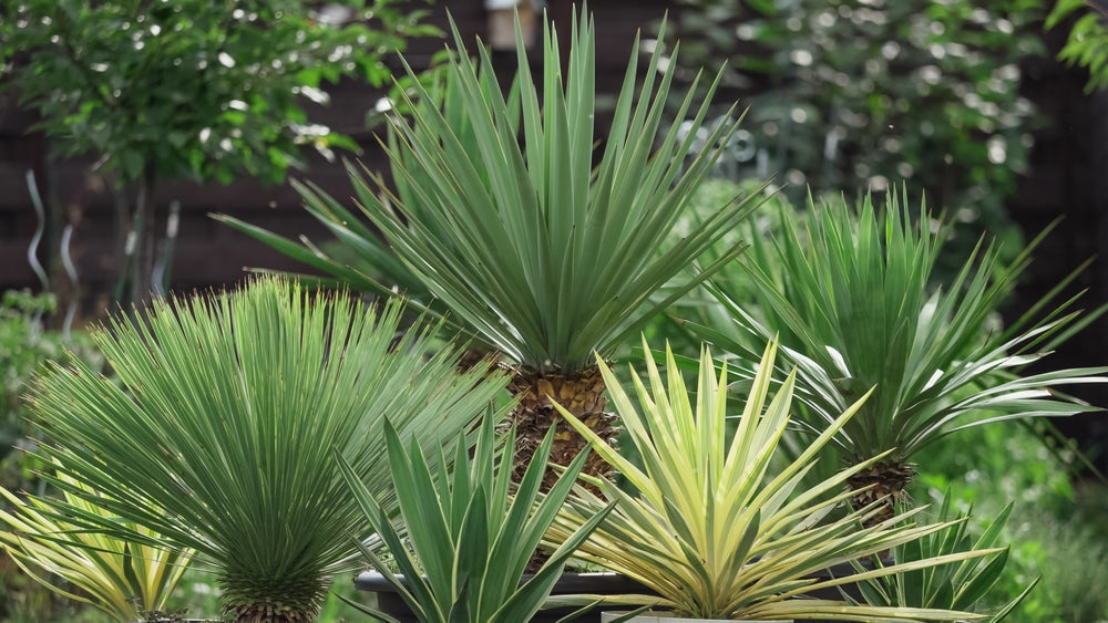 Yucca
