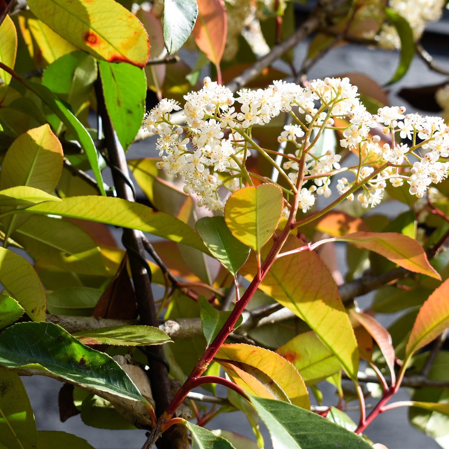 Photinia x fraseri 'Red Robin' - Pleached/Espalier 120cm-120cm - Clear Stem - 230cm - Height 350cm - Girth 10-12cm - 45lt