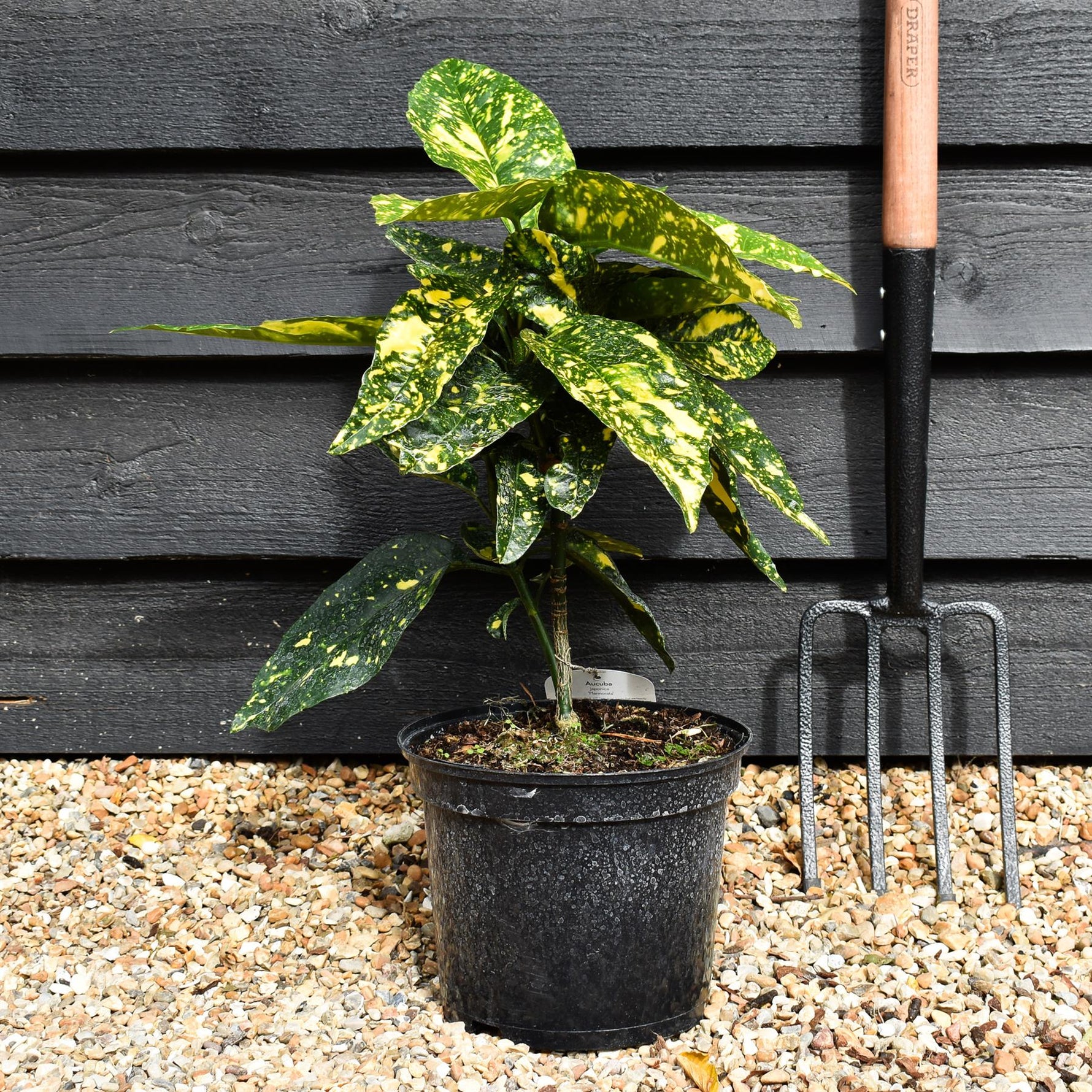 aucuba plant indoors Aucuba japonica 'Mr Goldstrike'