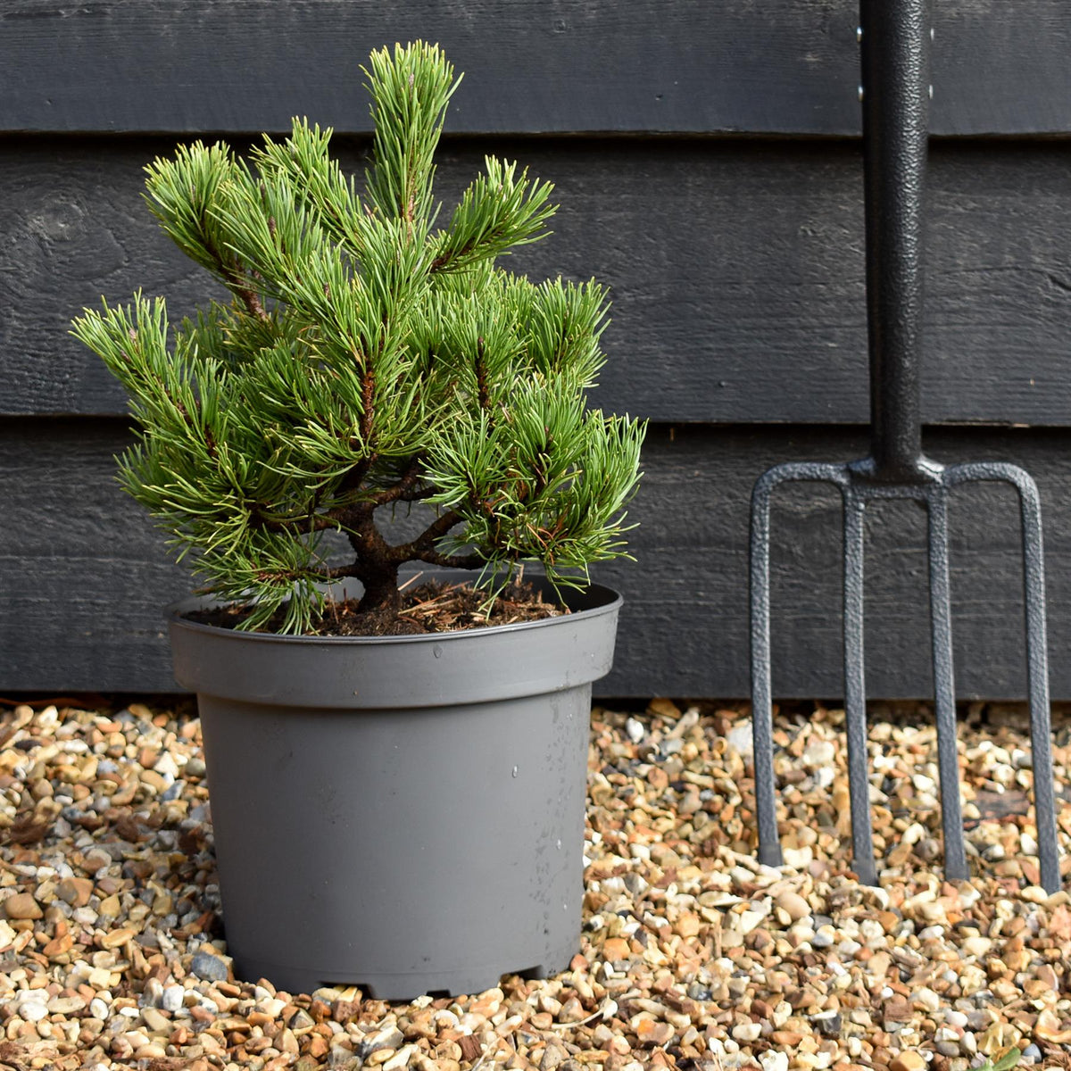 Pinus mugo 'Grune Welle' - Height 25-30cm - Width 20-25cm - 5lt