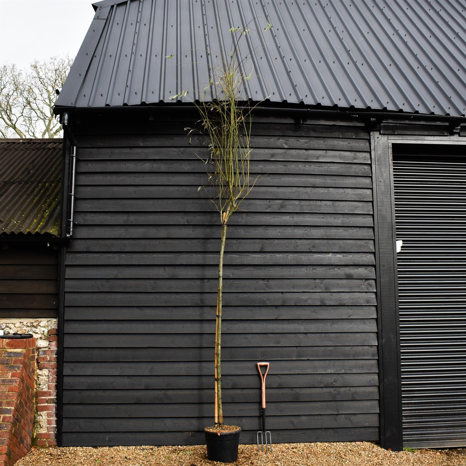 Salix Babylonica Aurea | Golden Weeping Willow -  Clear Stem 200cm - Girth 8-10cm - Height 350-400cm - 70lt