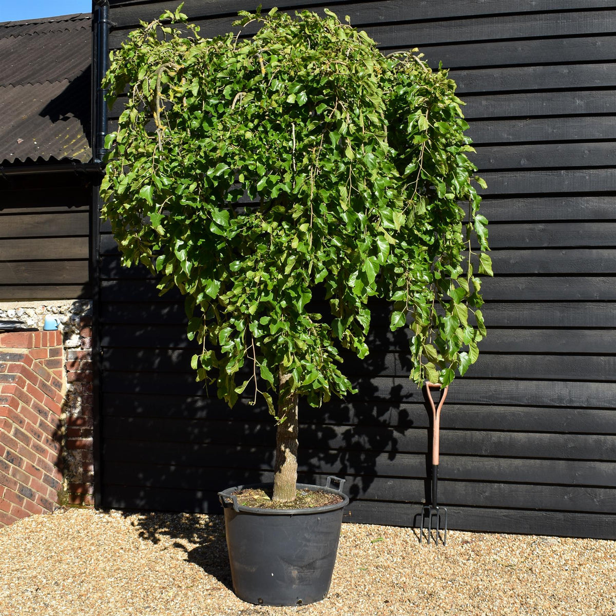 Morus alba 'Pendula' | Weeping White Mulberry - Girth 30cm - Height 350-360cm - 130lt