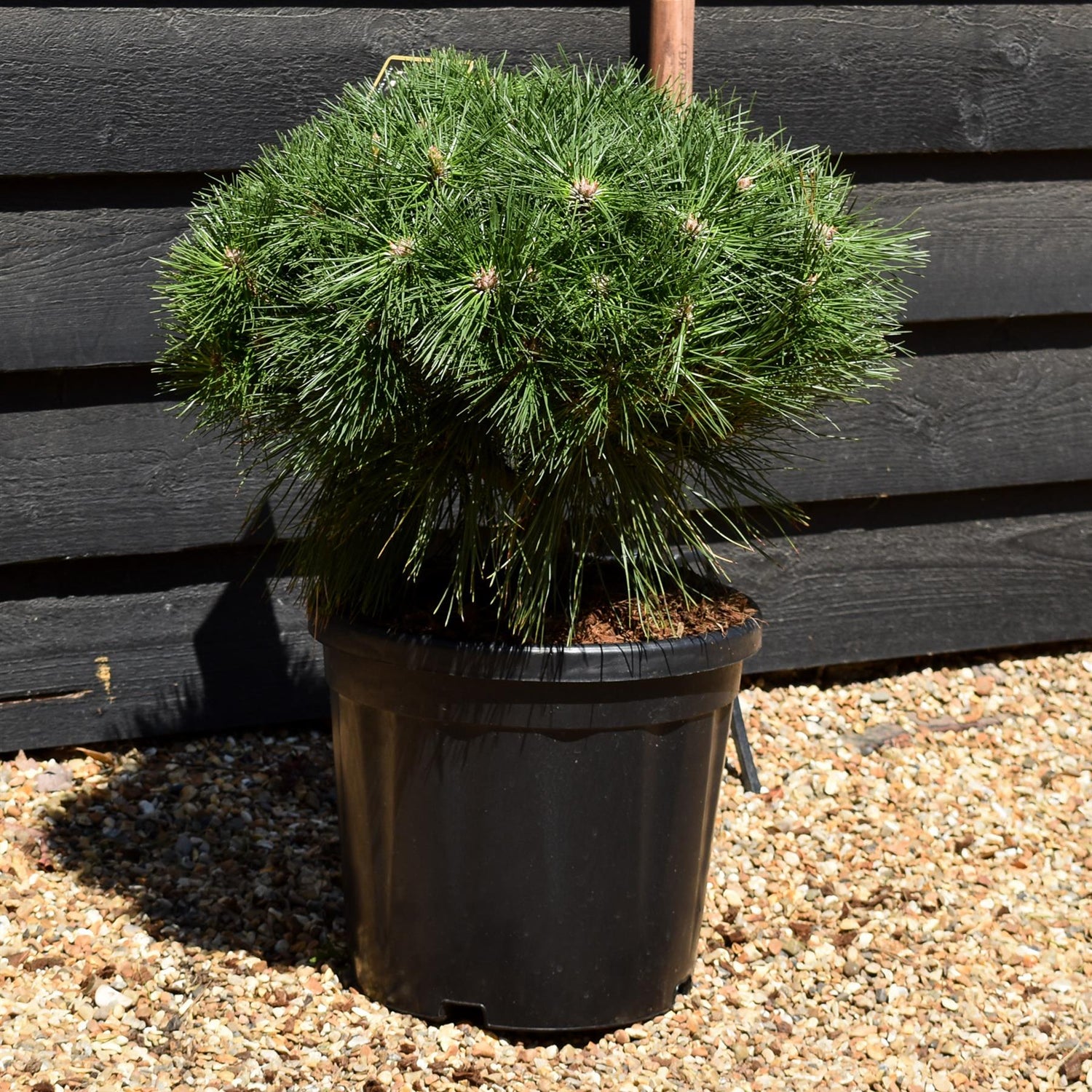 Pinus Nigra 'Brepo' - Stem 20cm - Height 60cm-70cm - Width 50cm-60cm - 18lt