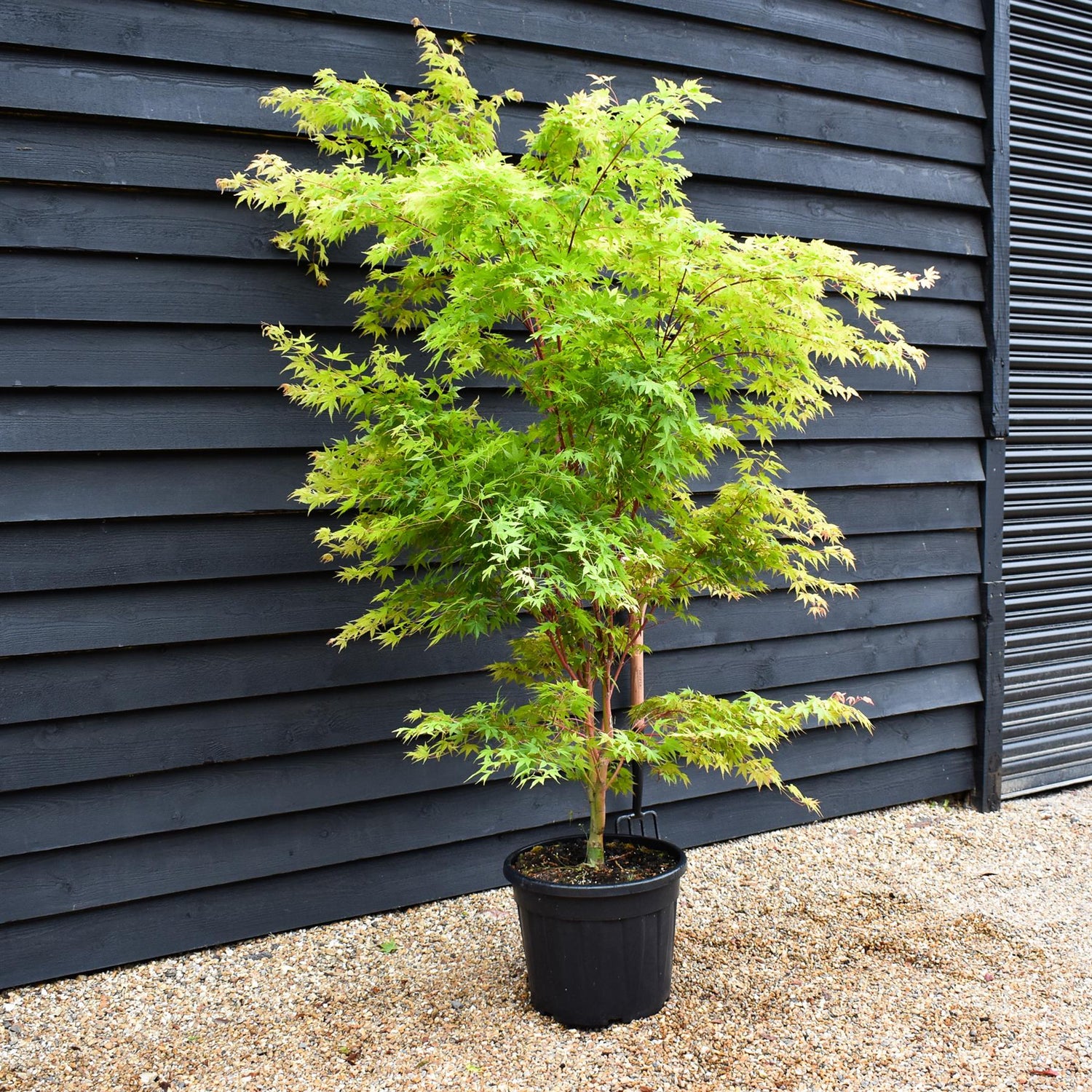 Red Bark Japanese Maple | Acer palmatum 'Sango-kaku' | Red Bark Maple Bushy - Height 200-250cm - 35lt