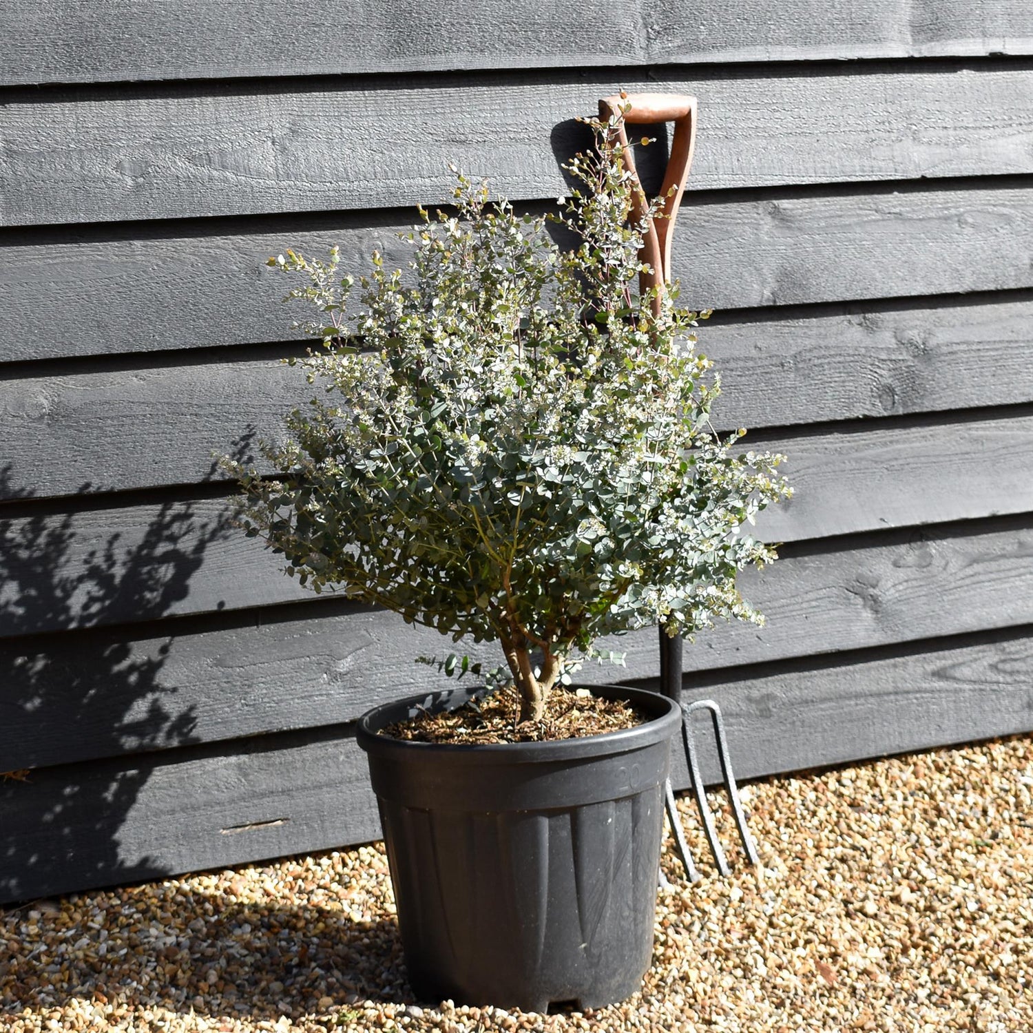 Eucalyptus gunnii 'Azura' - Bushy - Height 60-70cm - 20lt