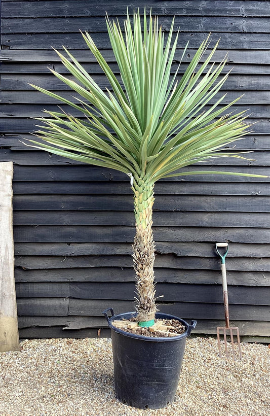 Cordyline australis (cabbage palm) | New Zealand Cabbage Palm Stem 100-110cm - Girth 26-32cm - Height 170-200cm - 110lt