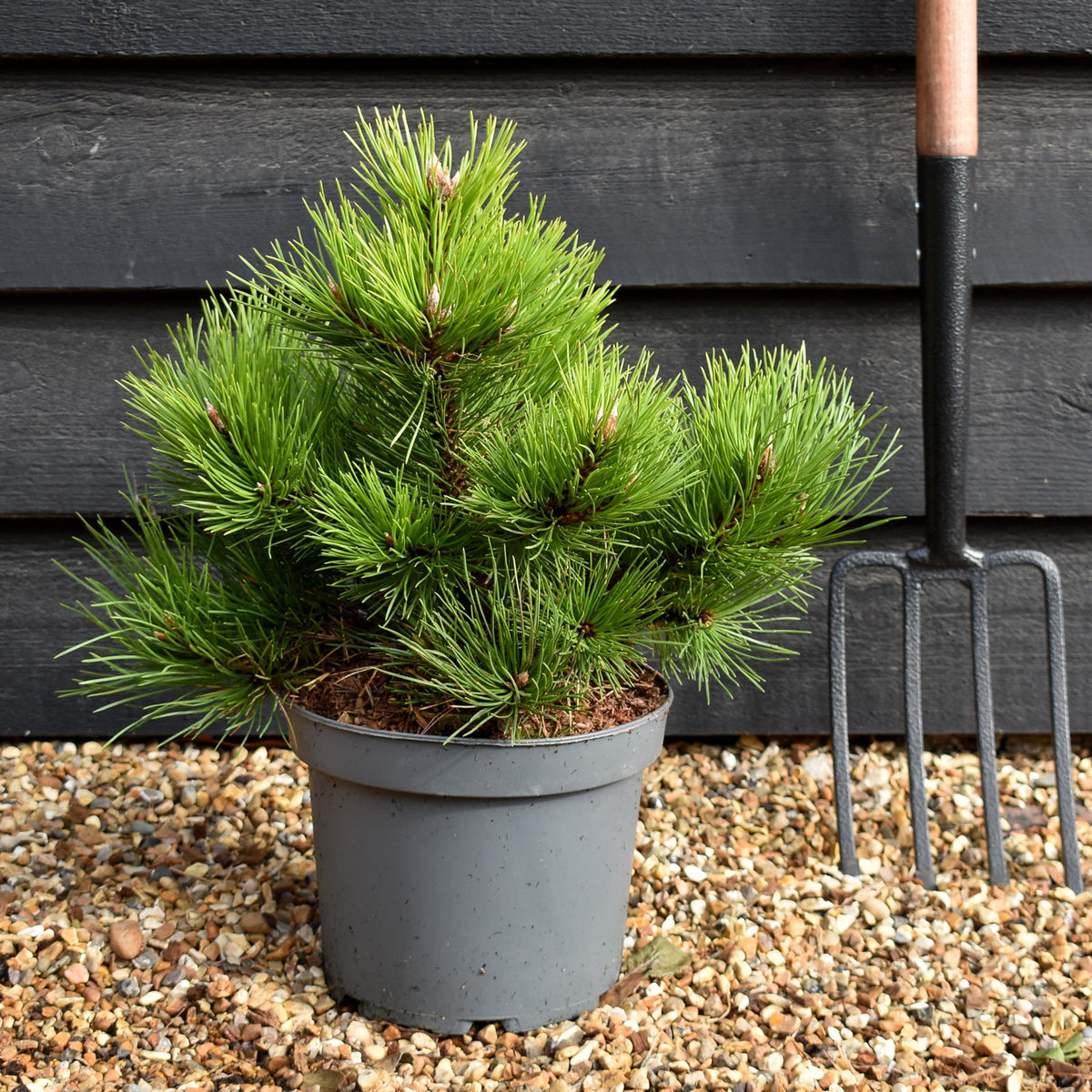 Pinus nigra 'Nana' - Height 30-40cm - 5lt