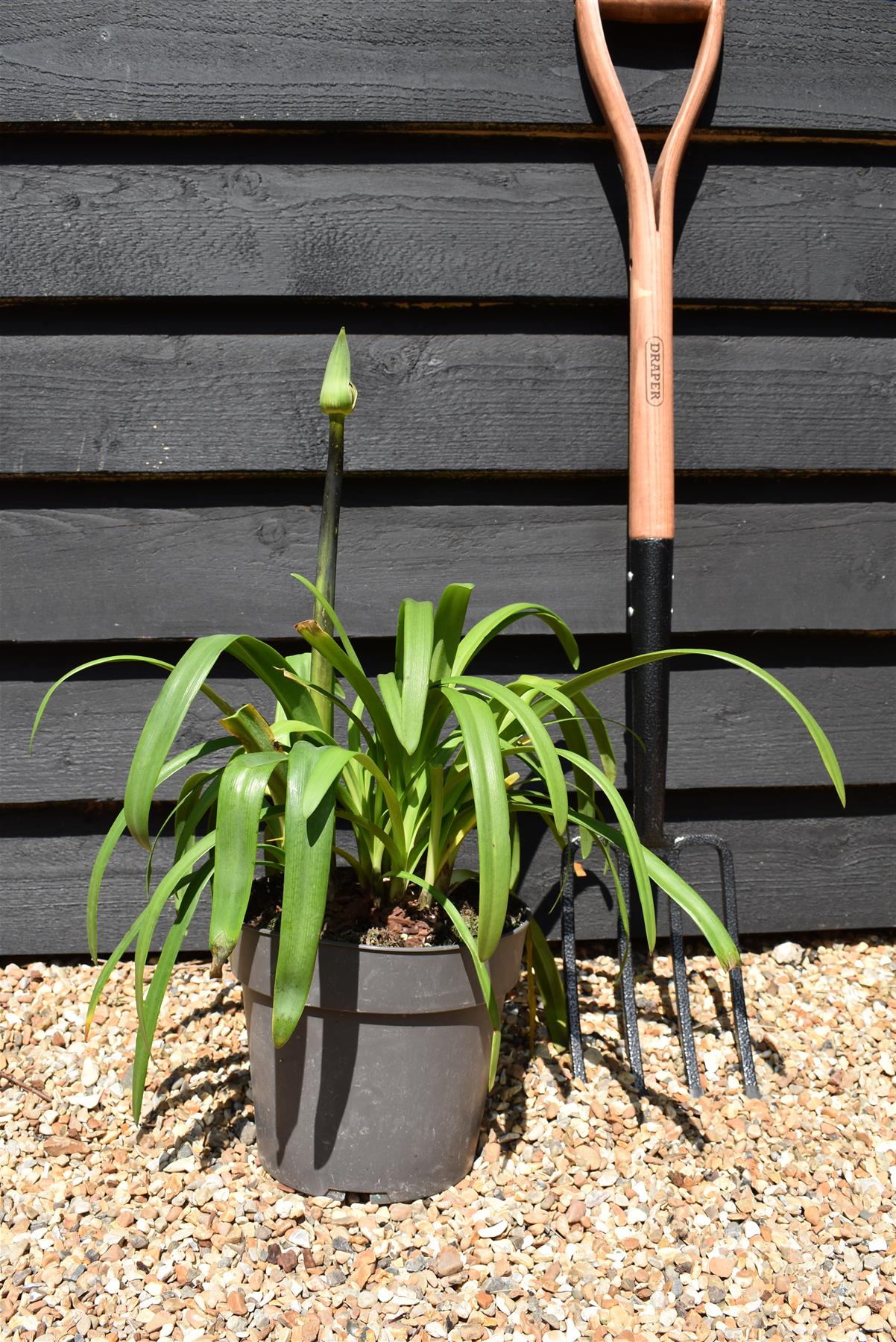 Agapanthus "Midnight Sky" | African Lily -  Height 60-80cm - 5lt