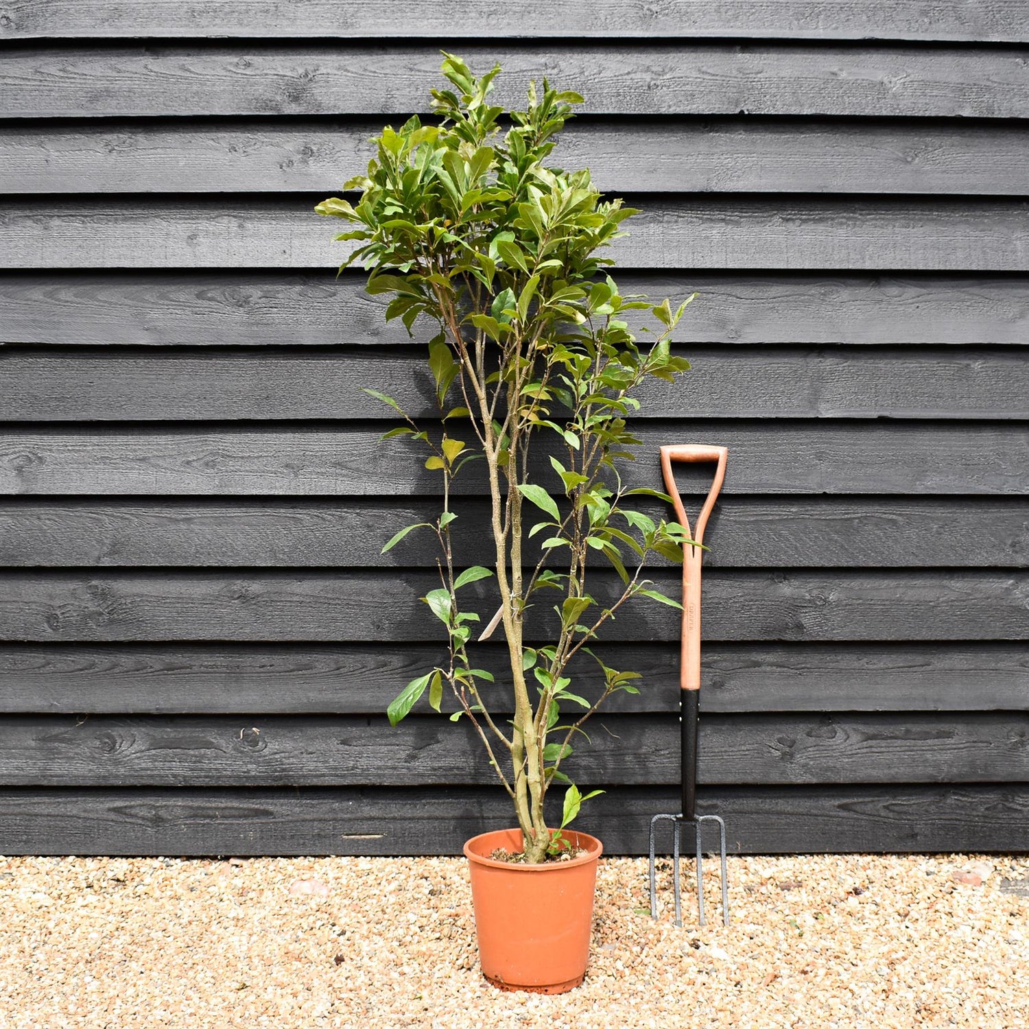 Magnolia Susan - 140-150cm - 10lt
