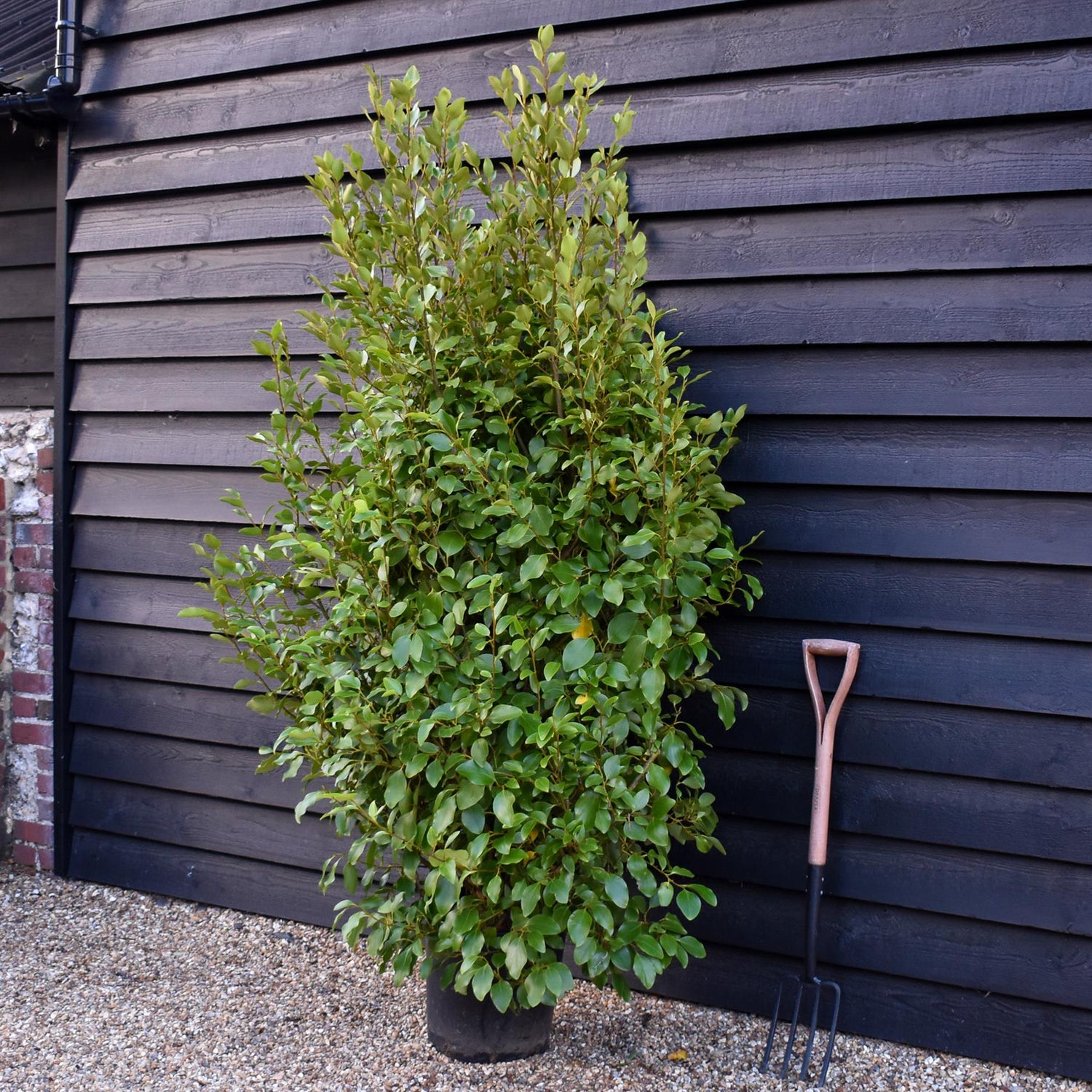 Griselinia littoralis - Height 180-200cm 25lt