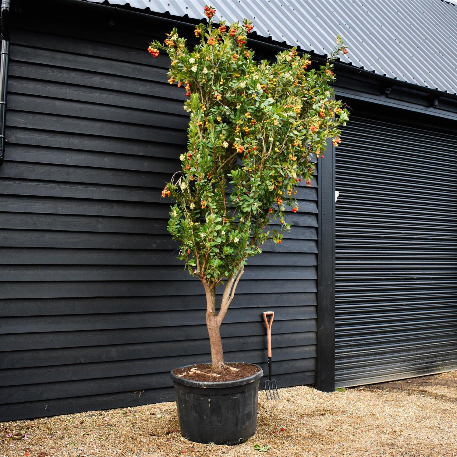 Arbutus Unedo | Strawberry Tree - Multistem - Height 310-320 - 180lt