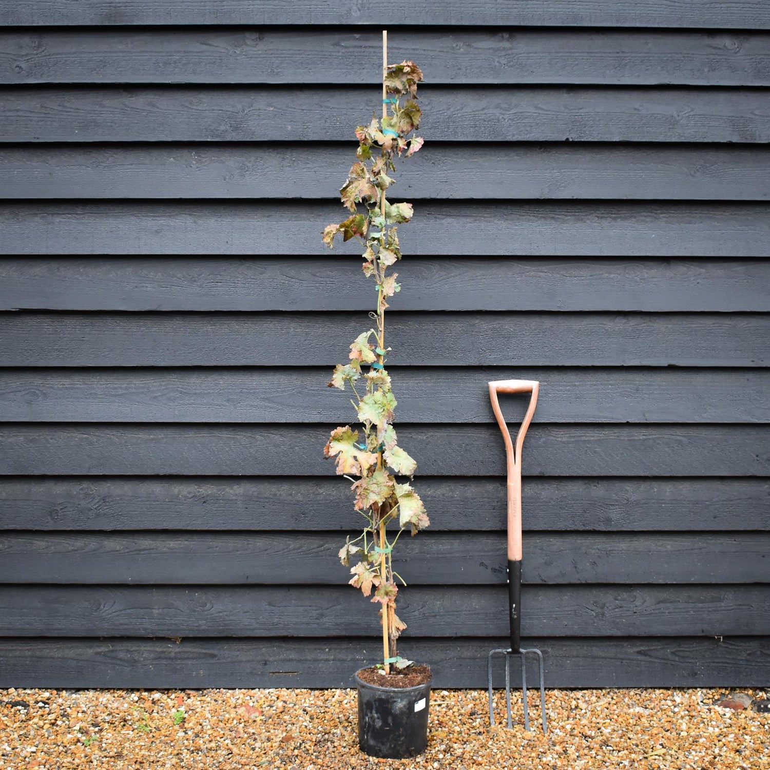 Vitis Vinifera Gnarled Grape Vine - Cane - 190-200cm, 5lt