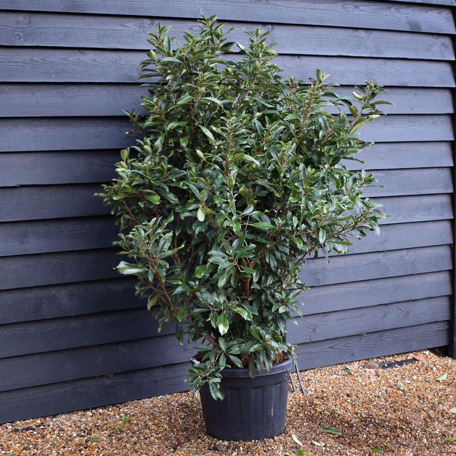 Viburnum odoratissimum 'Coppertop'- Bushy - Height 155-165cm - 45lt