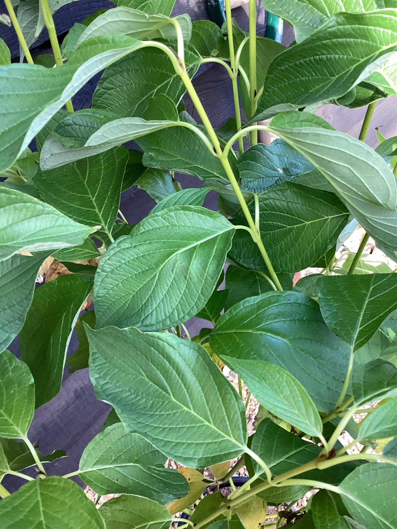 Cornus alba 'Flaviramea' | Golden-twig Dogwood - 40-70cm, 5lt