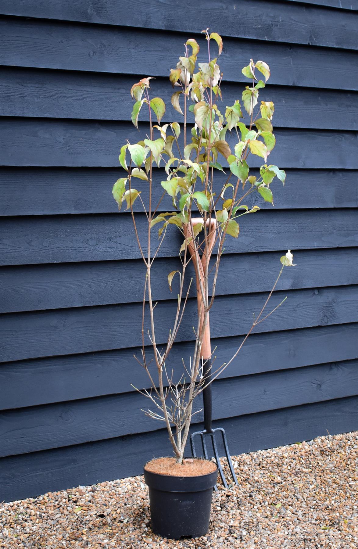 Cornus kousa 'Milky Way' | Dogwood 'Milky Way' - 120-130cm - 7lt
