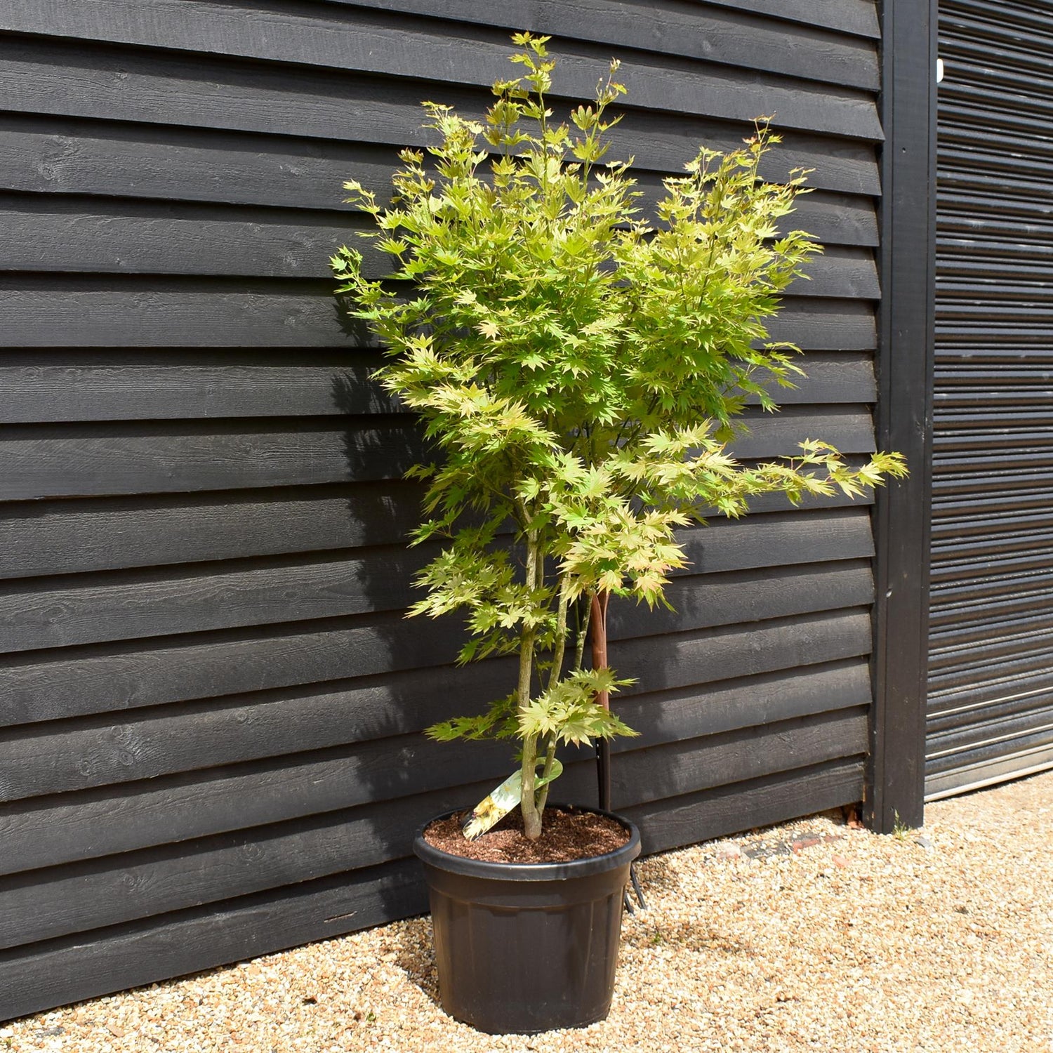 Acer Shirasawanum 'Jordan' - Bushy - Height 170-180cm - 55lt