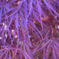 Acer palmatum 'Garnet' | Garnet Japanese Maple - Girth 34cm - 350-360cm - 600lt