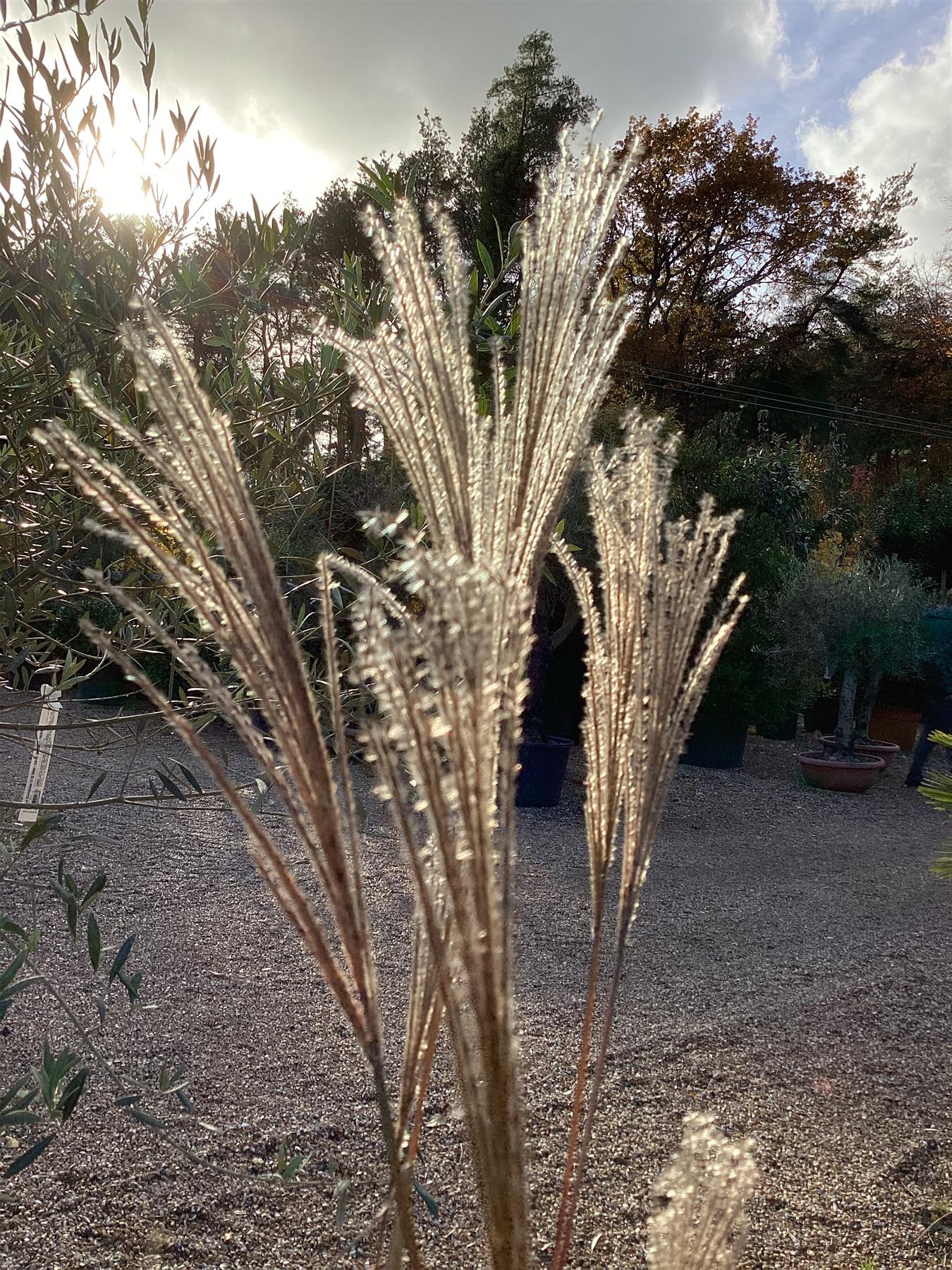 Miscanthus sinensis | Ornamental grass 'Little Zebra'