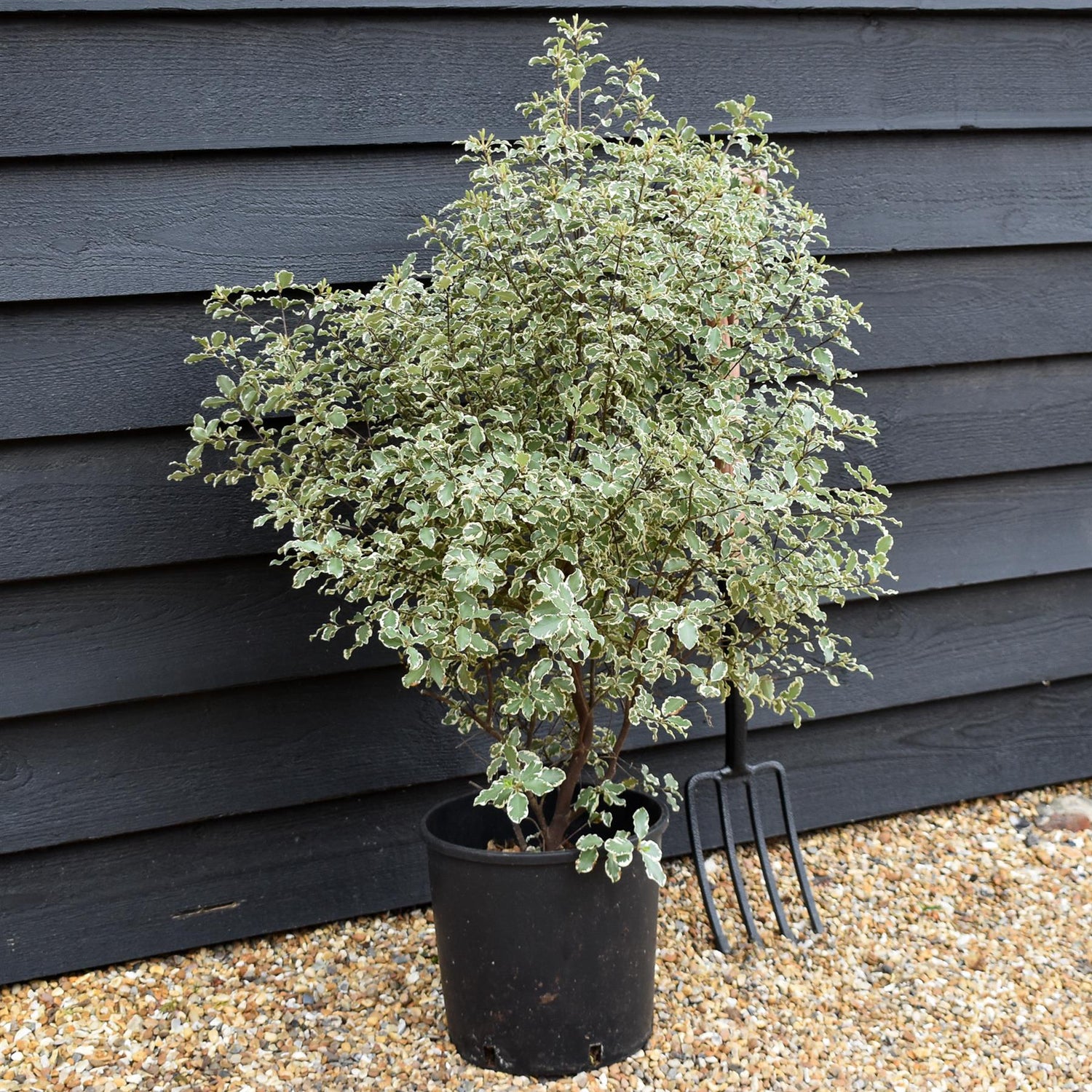 Pittosporum variegatum - 80-100cm - 12lt