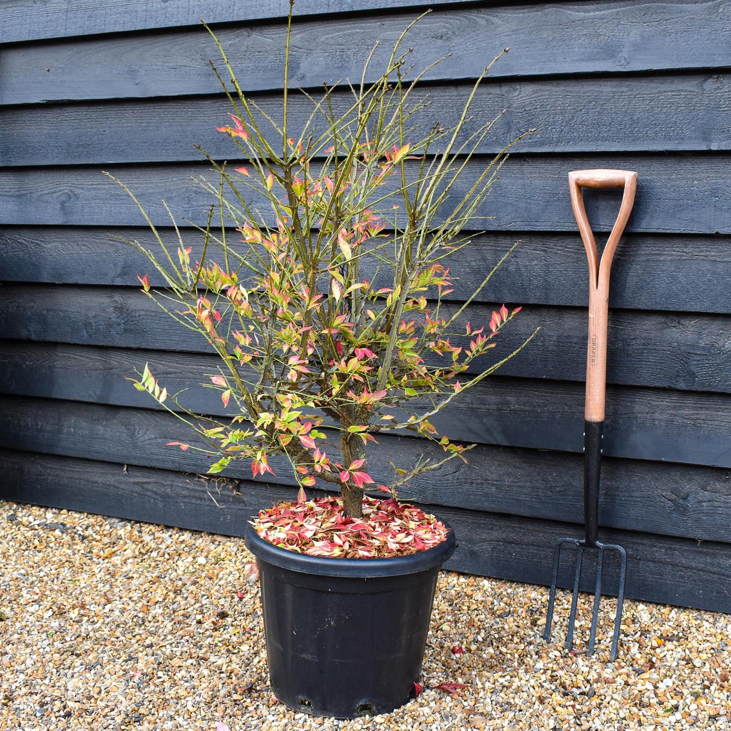 Winged Spindle Tree | Euonymus Alatus - Height 90-110cm - 25lt