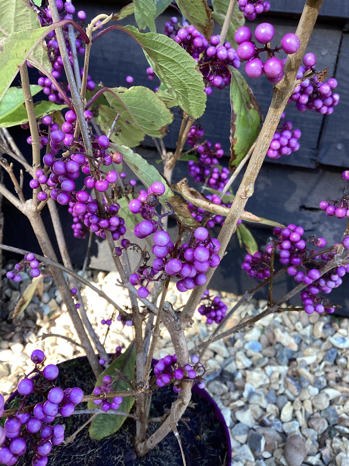Callicarpa bodinieri var. giraldii 'Profusion' - 60-70cm, 10lt
