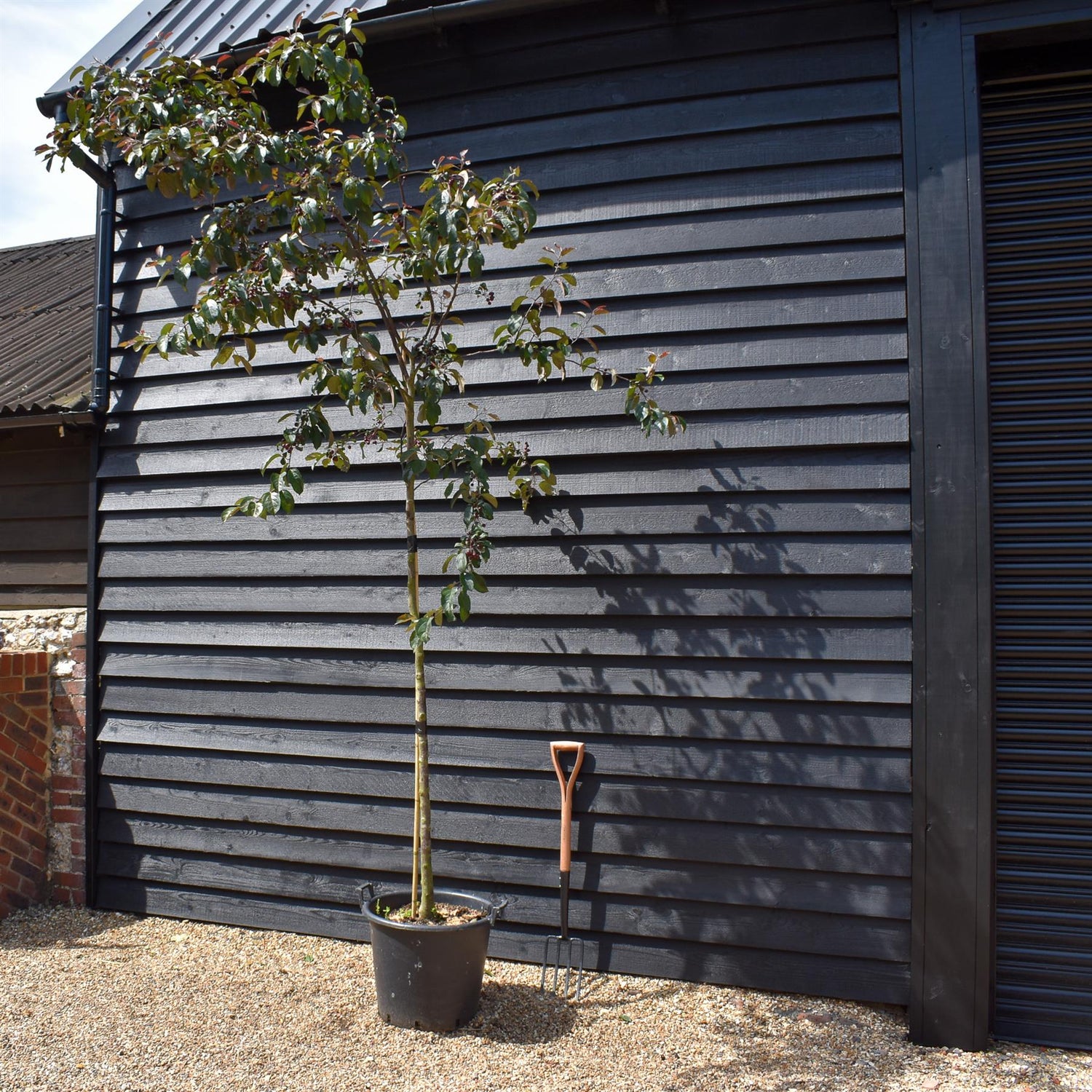 Crab Apple 'Mokum' | Malus - Clear Stem - Height 250-300cm - Girth 6-8cm - 45lt