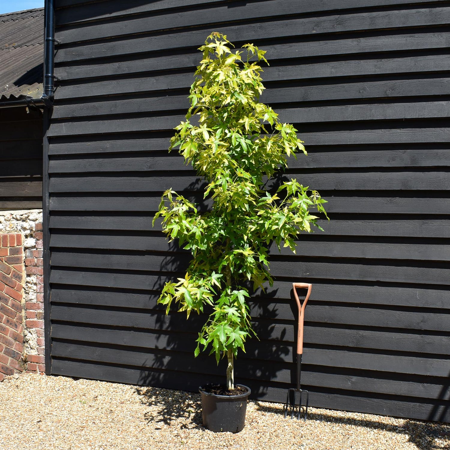 Liquidambar styraciflua 'Aurea' | Sweet Gum 'Aurea' - Height 200-220cm - 20lt