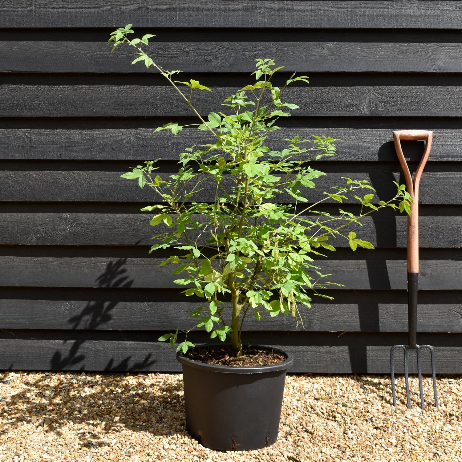 Laburnum x watereri 'Vossii' | Golden Chain Tree -Shrub - Height 90-120cm - 20lt