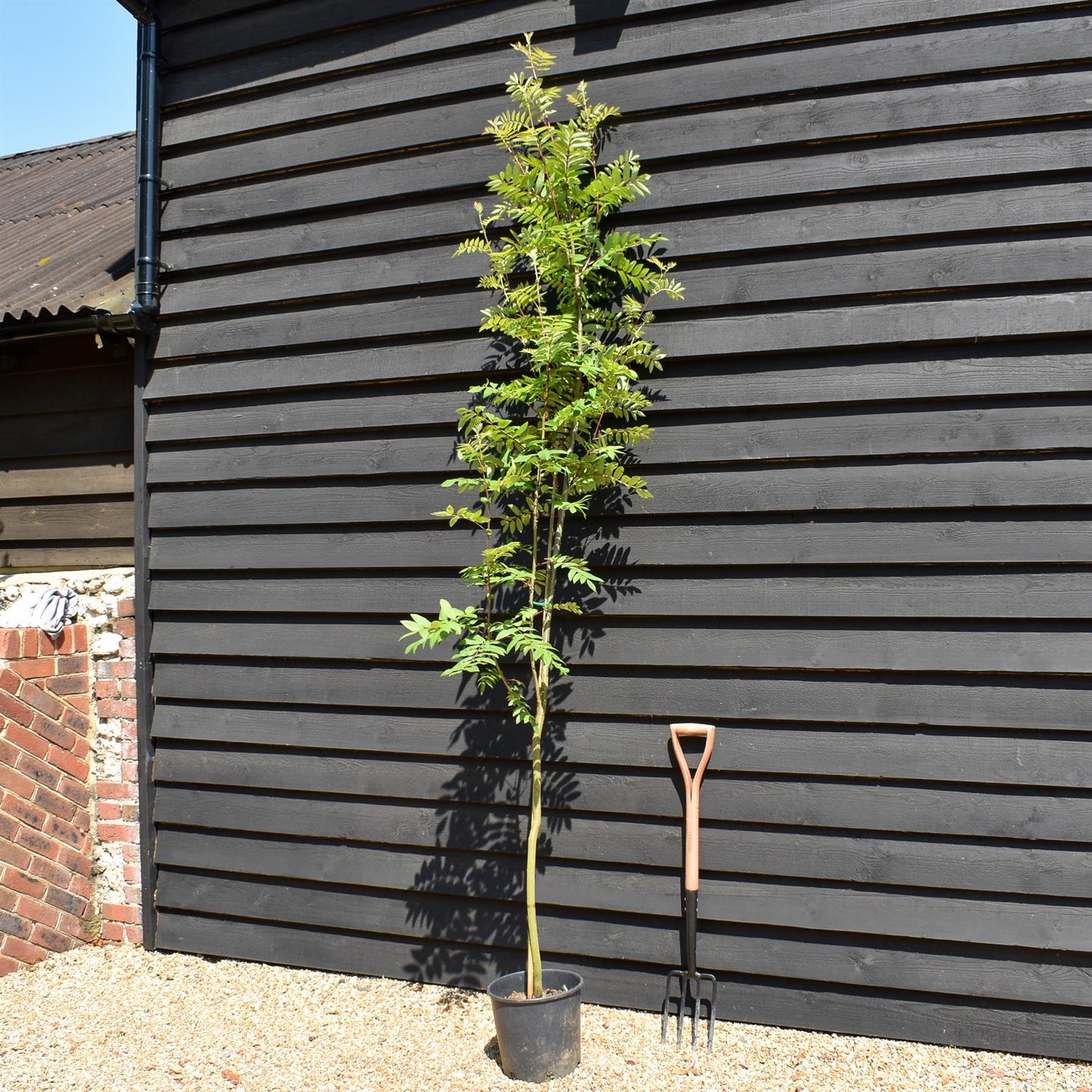 Sorbus hupehensis | Hupeh Mountain Ash - 160-180cm - 12lt