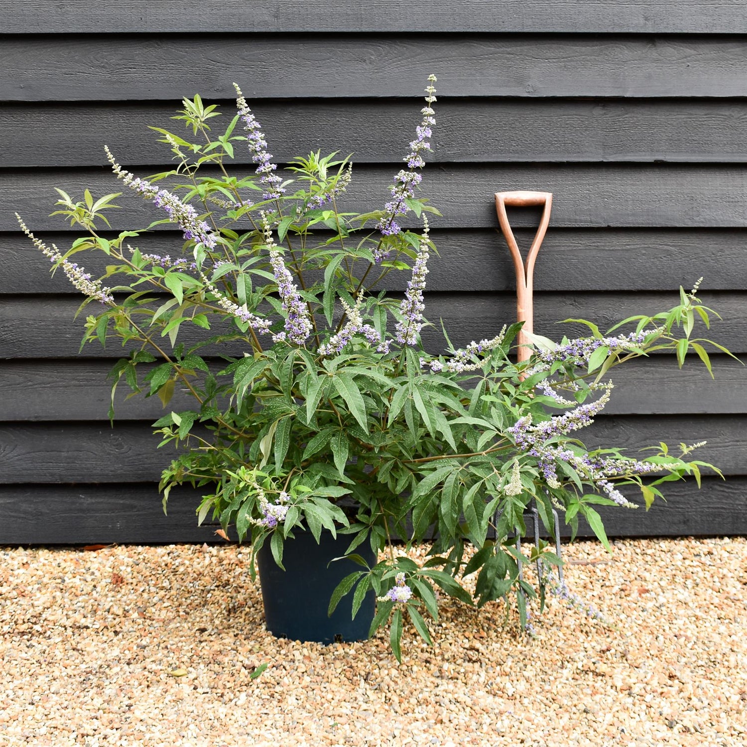 Vitex agnus-castus 'Latifolia'| Chaste tree - Height 90-110cm - 10lt
