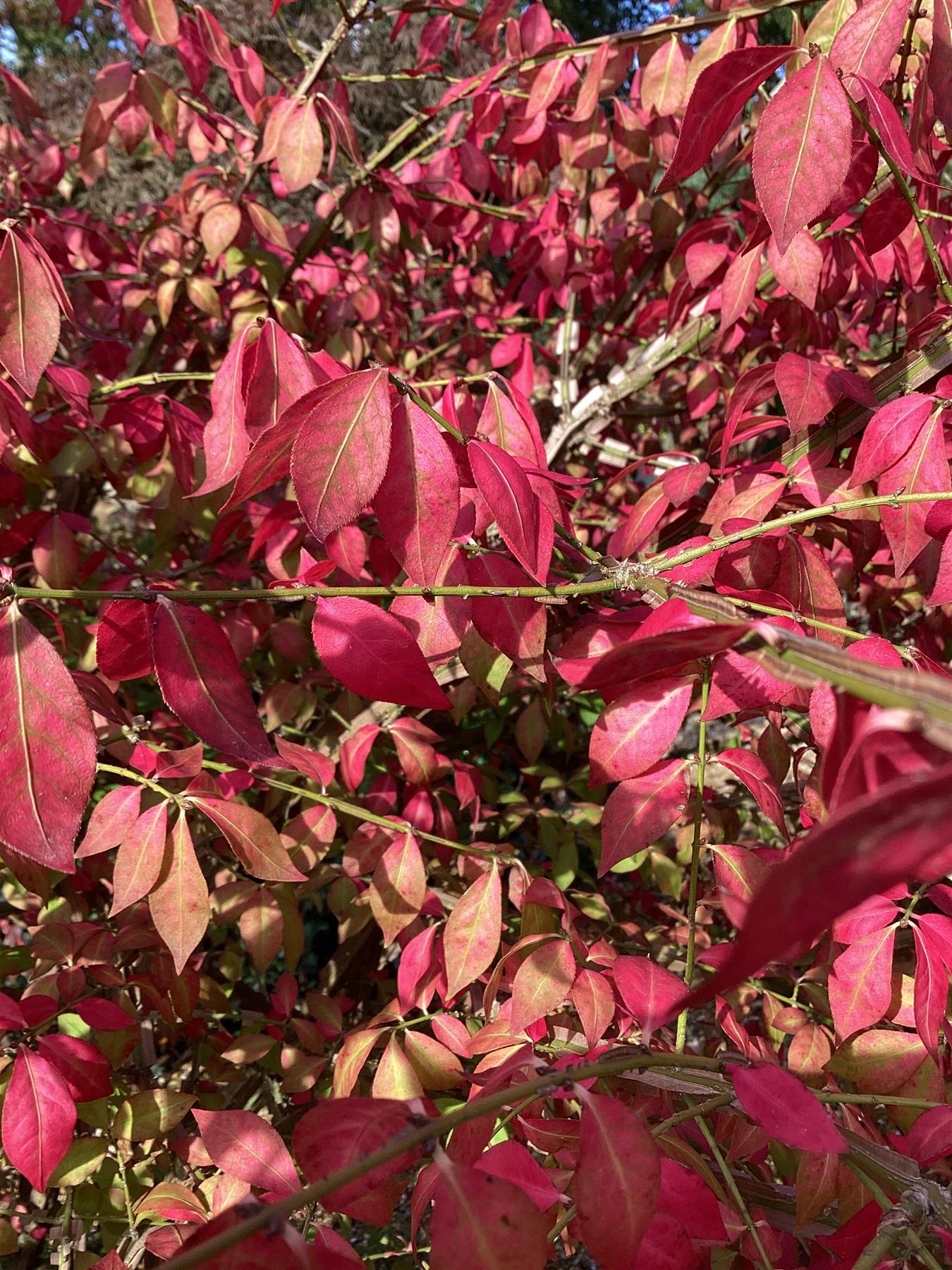 Euonymus alatus | Winged Spindle Tree - 125-150cm -70lt