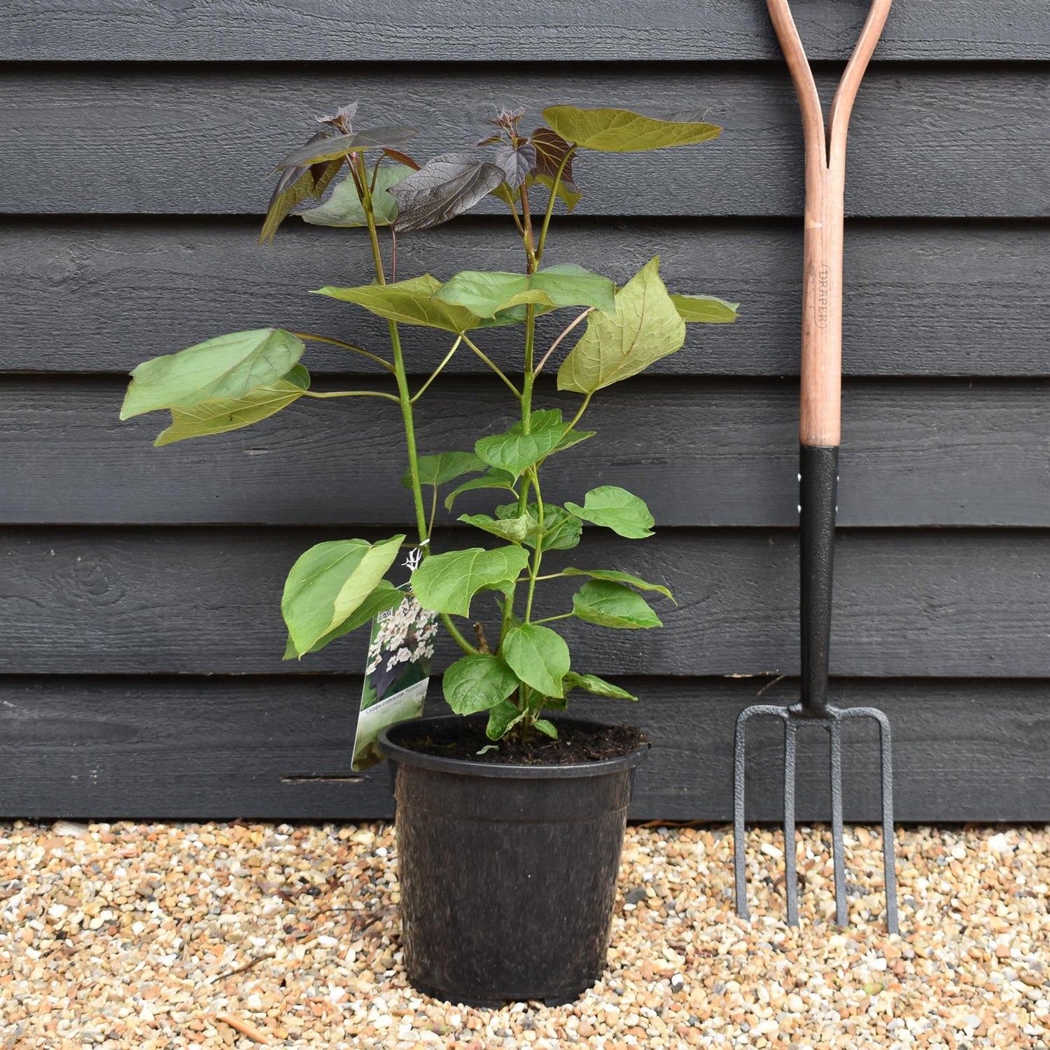 Catalpa erubescens 'Purpurea' - Shrub - Height 50-70cm - 7.5lt