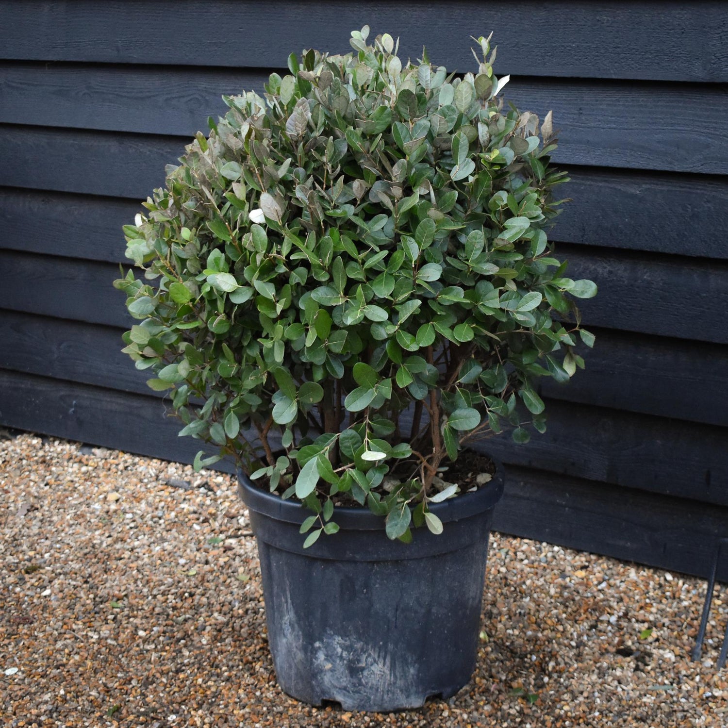 Feijoa (acca) sellowiana | Pineapple Guava - Ball Shape - Height 80cm - Width 70cm - 45lt
