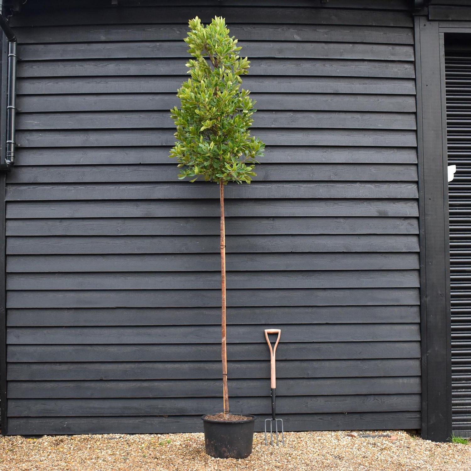 Arbutus unedo Tree |  Strawberry Tree - Standard -  Clear Stem 180-200cm - Girth 6-8cm - Height - 260-340cm - 40lt