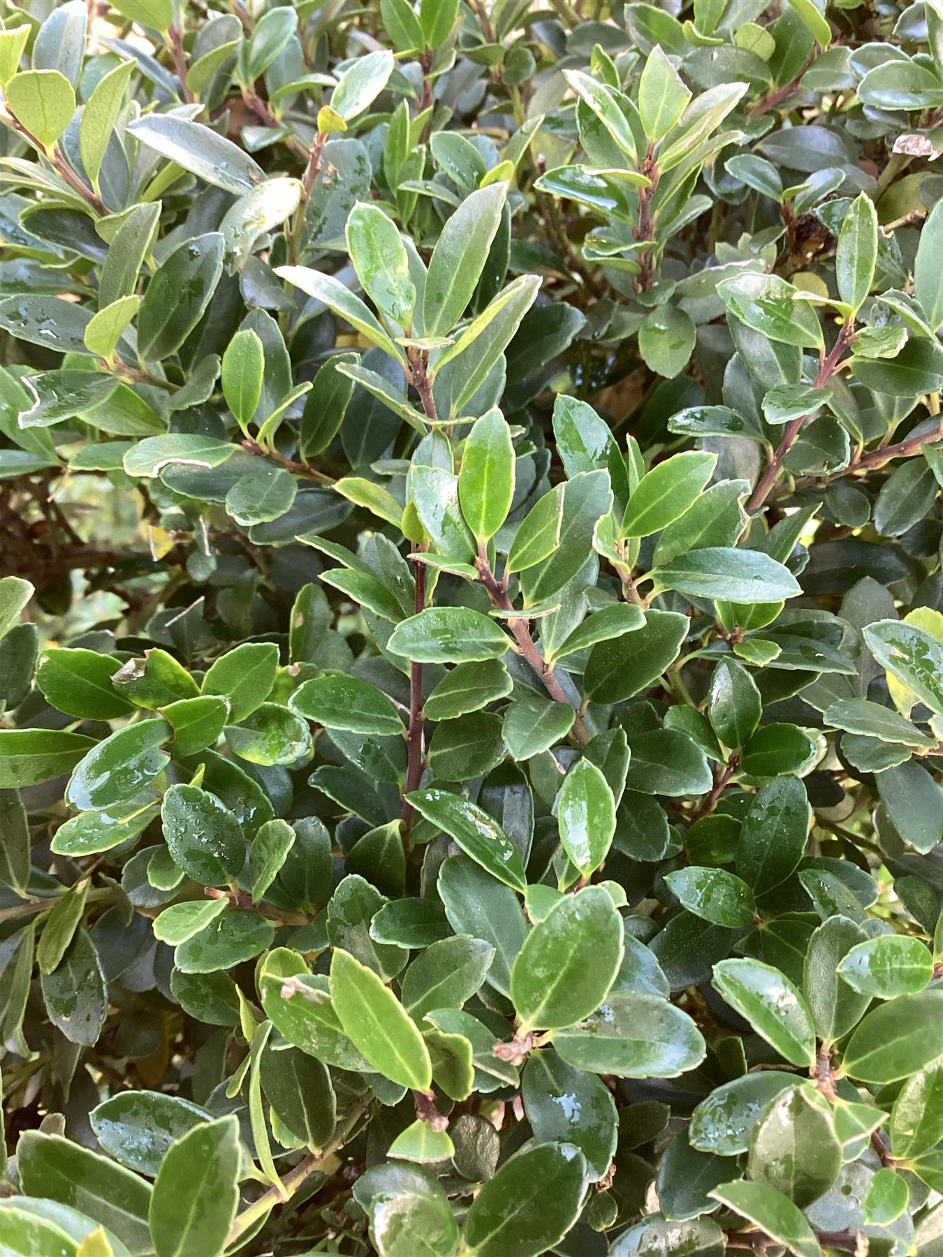 Ilex Crenata Convexa Bonsai | Japanese Holly 'Convexa' - 180cm - 70lt