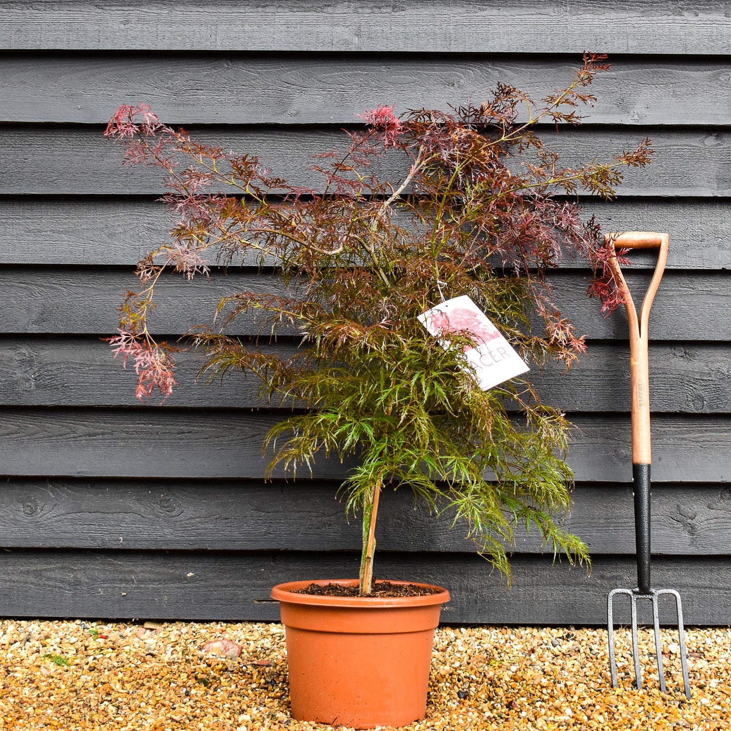 Garnet Japanese Maple | Acer palmatum 'Garnet' - Weeping  - Clear Stem 40cm - Height  90-100cm - 15lt