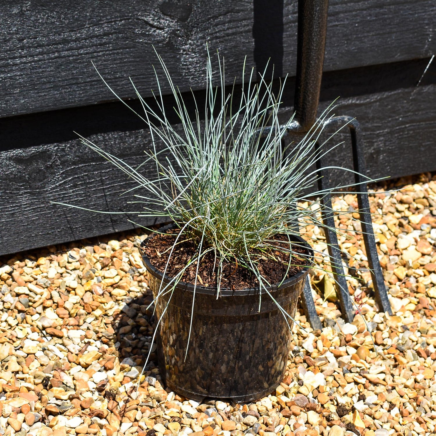 Festuca Glauca 'Intense Blue' - 20-25cm, 3lt