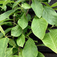 Magnolia x soulangeana 1/4 Standard | Saucer Magnolia - 180-200cm, 18lt