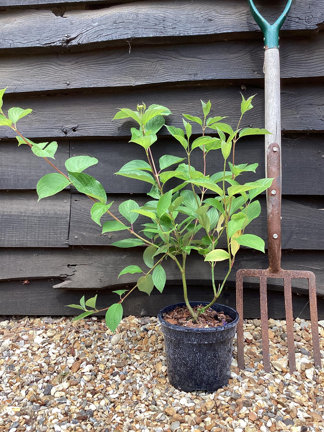 Cornus alba 'Sibirica' | Siberian Dogwood - 25-45cm - 2lt