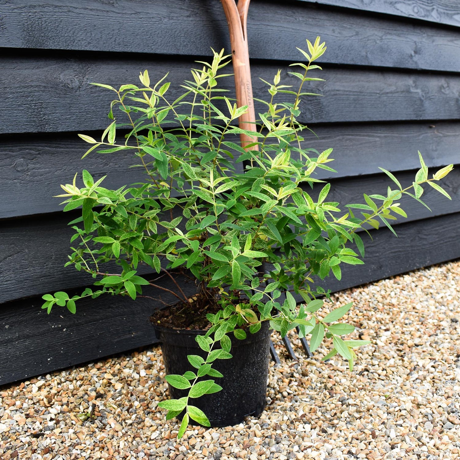 Hypericum Radiance | St John's Wort - Height 40-60cm - Shrub - 5lt