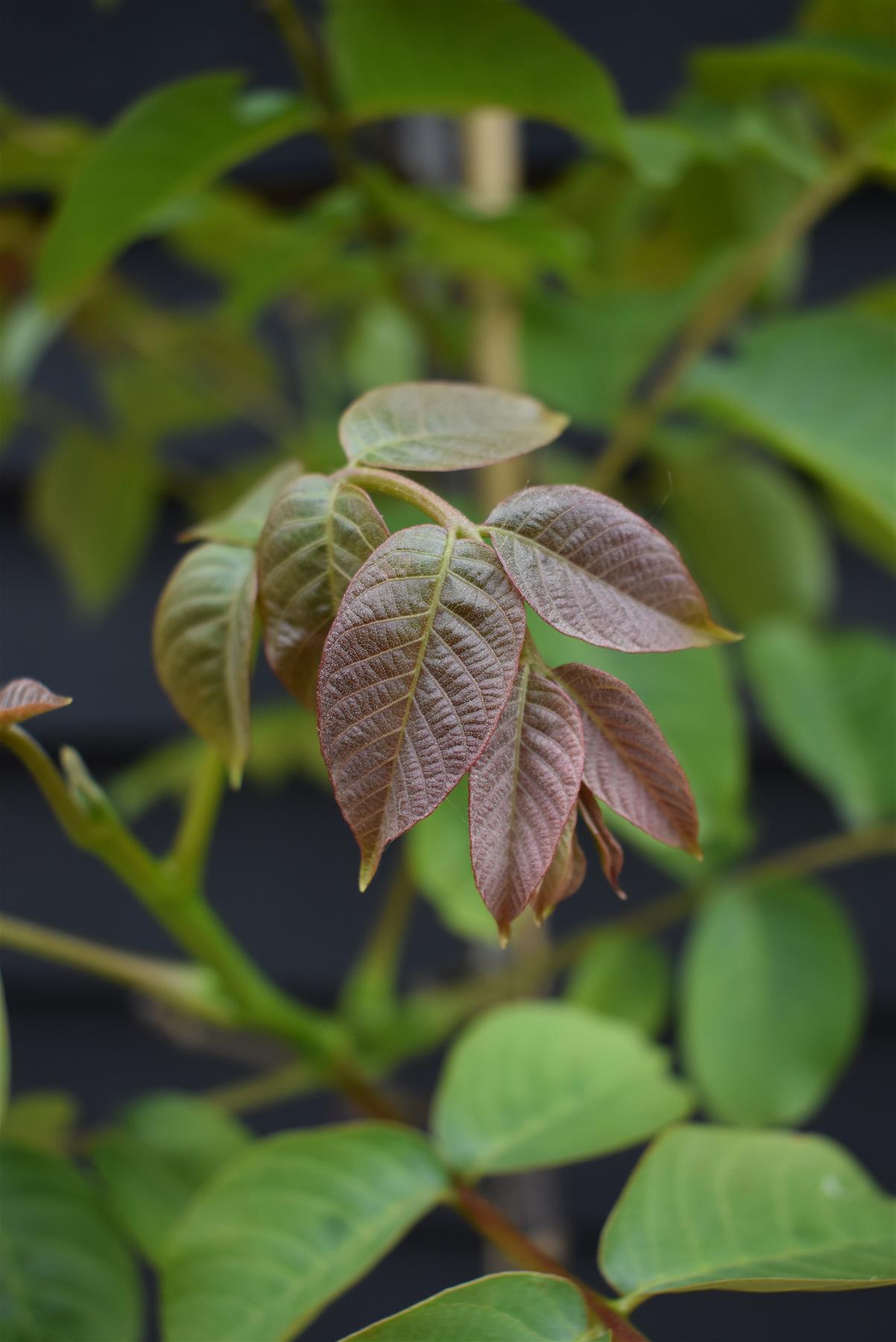 Orendel Tree Common Walnut Tree | Juglans regia - Height 175-200cm - 20lt – Arundel ...