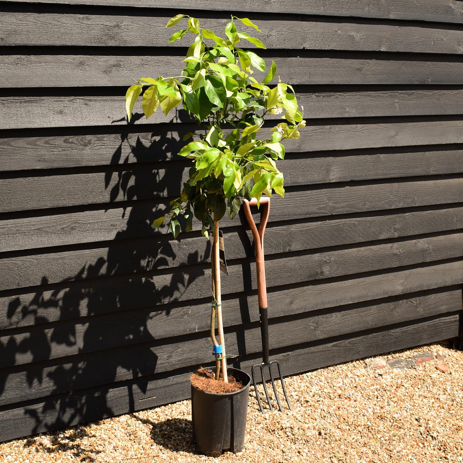 Lemon Tree | Citrus Limonero' - Tree - Clear Stem 60-70cm - Height 120-130cm - 10lt