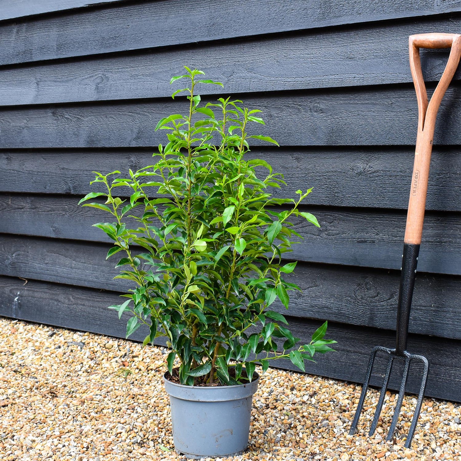 Portuguese Laurel Myrtifolia | Prunus lusitanica 'Angustifolia' - Pot Grown - Well Rooted - Height 50-80cm - 5lt