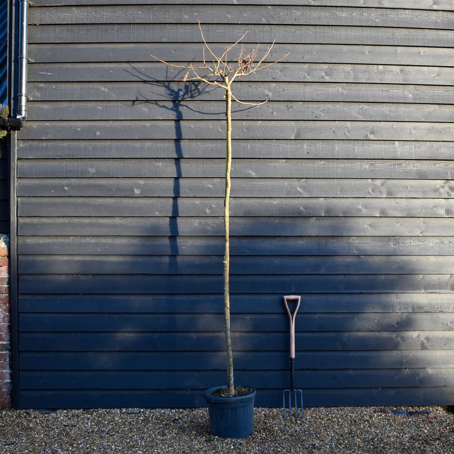Albizia Julibrissin Summer Chocolate | Silk Tree - Clear Stem - Girth 6-8cm - Height 250-270cm - 30lt